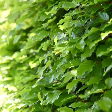 Top 5 mest populære hække til haven